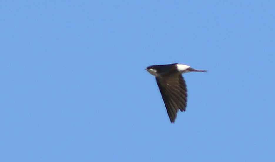Common House-Martin